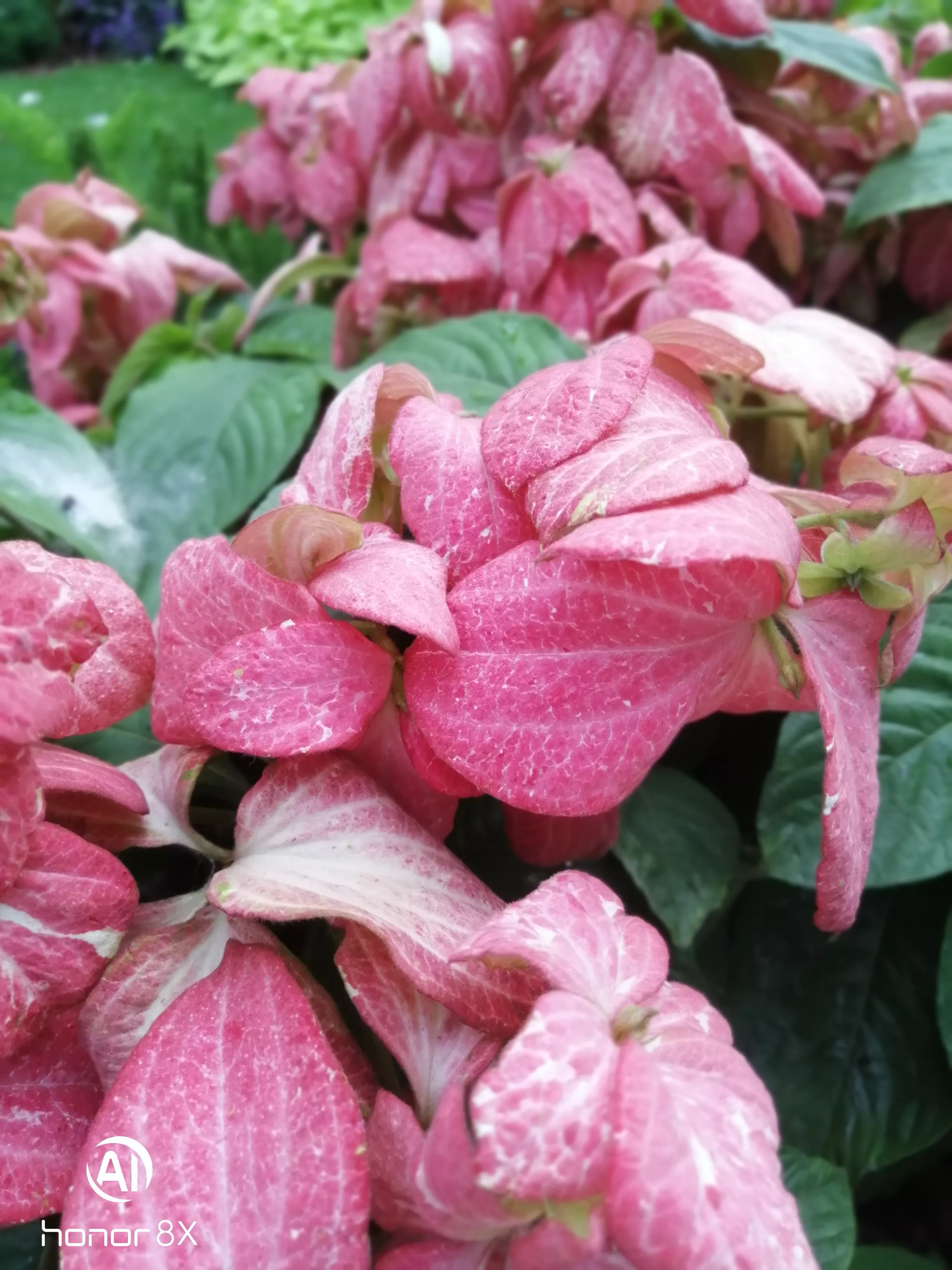 你最喜欢哪一种花?