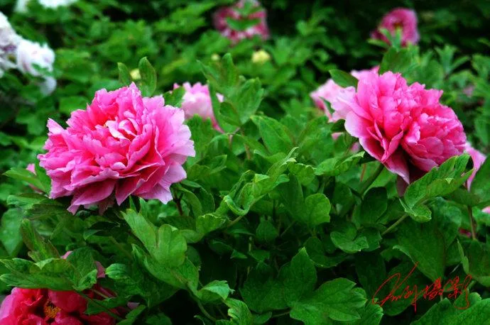 你最喜欢哪一种花?