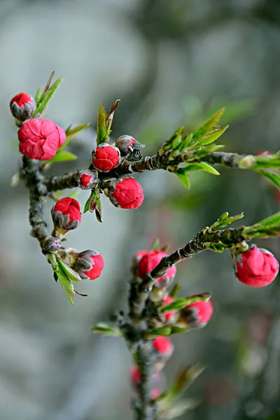 你最喜欢哪一种花?