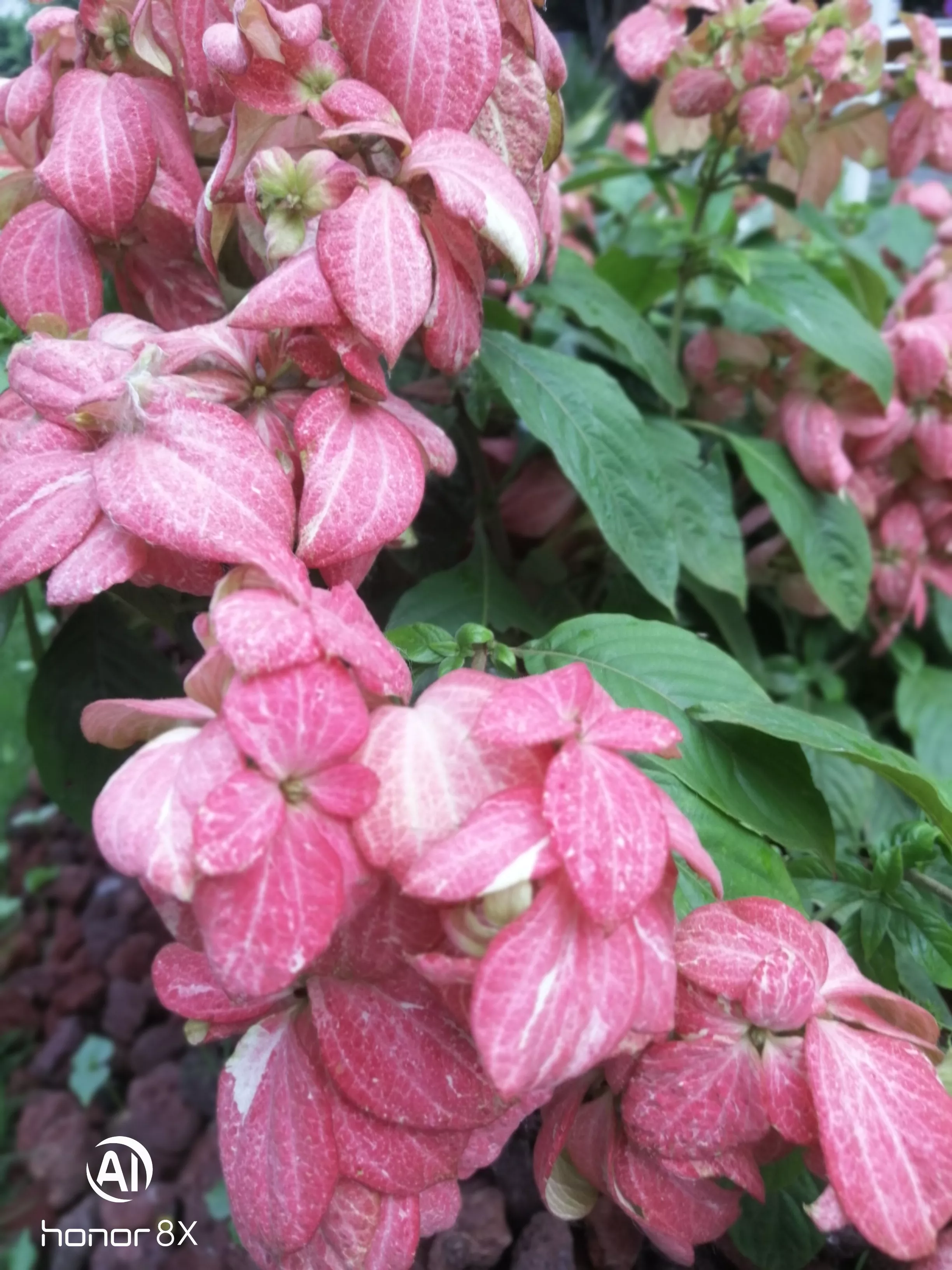 你最喜欢哪一种花?