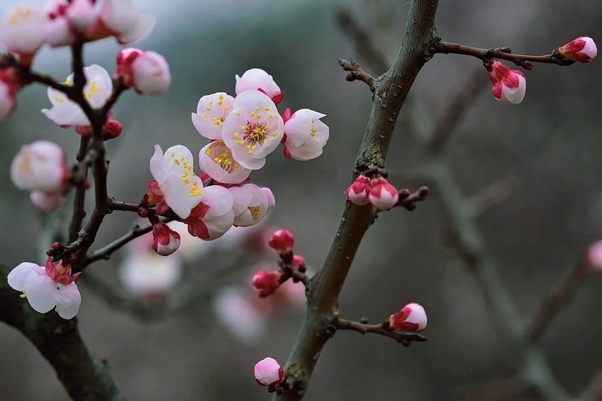 你最喜欢哪一种花?