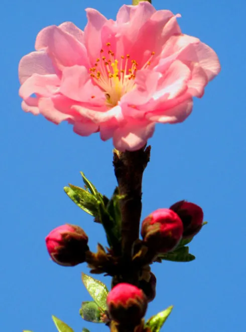 你最喜欢哪一种花?