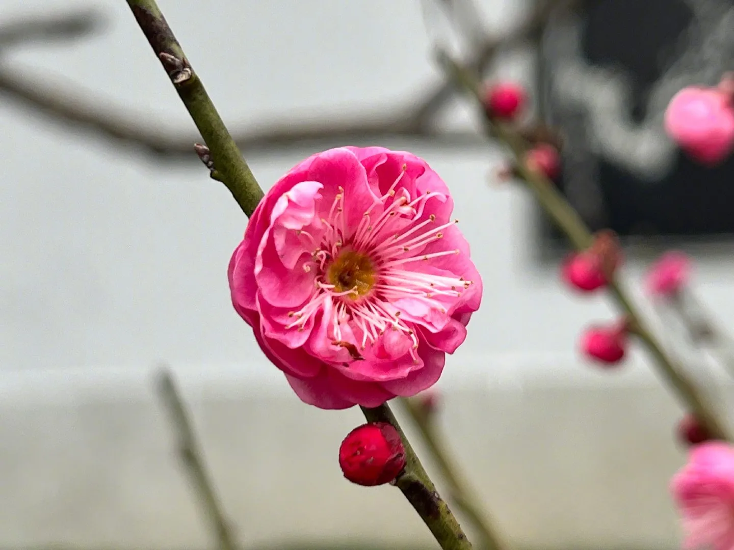 你最喜欢哪一种花?