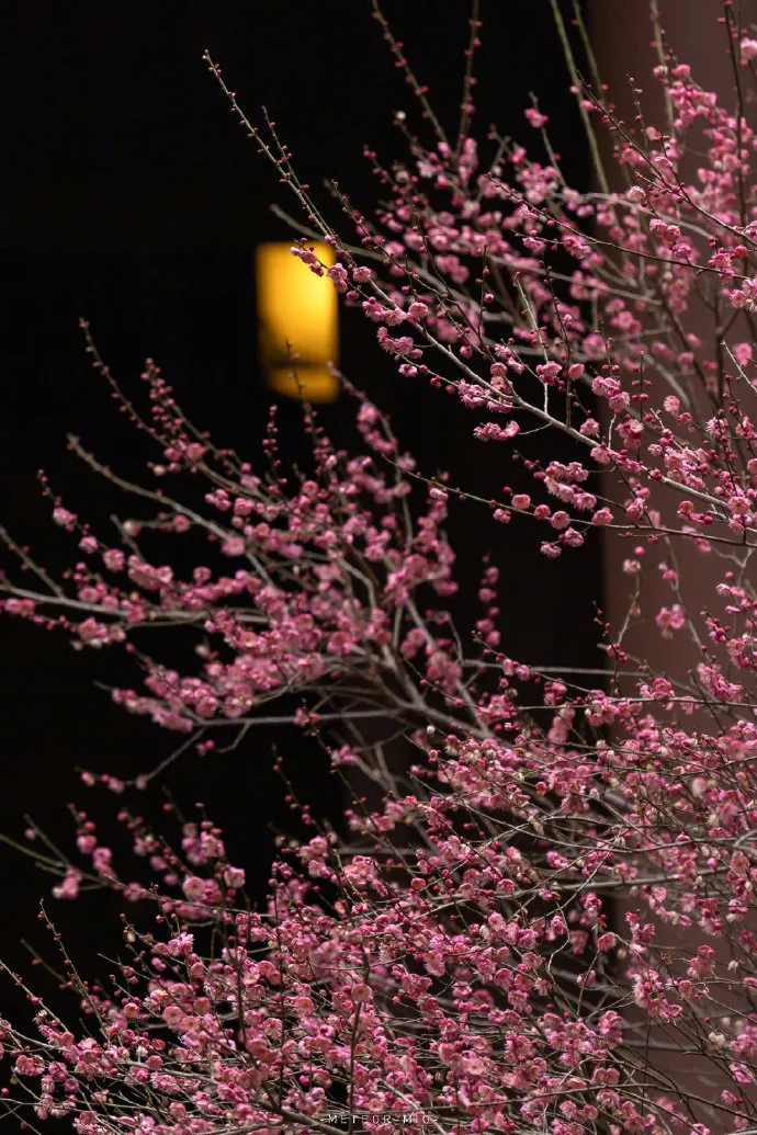 你最喜欢哪一种花?