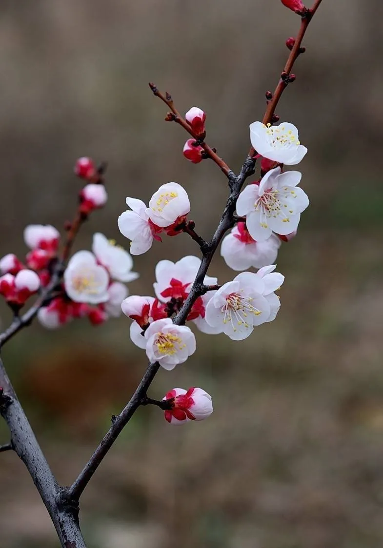 你最喜欢哪一种花?