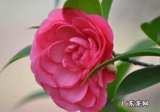 花盆茶花种大门两边可以吗 房屋大门两边种茶花好吗