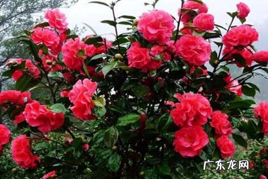 花盆茶花种大门两边可以吗 房屋大门两边种茶花好吗