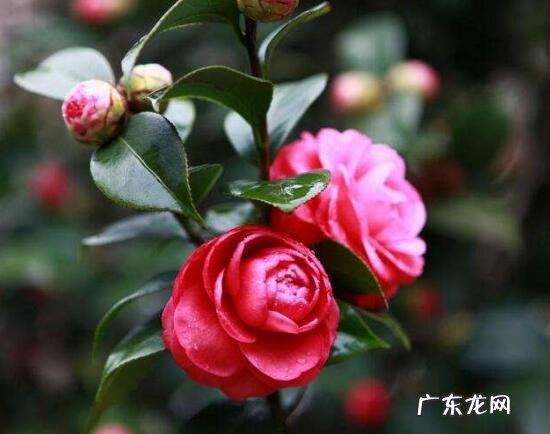 花盆茶花种大门两边可以吗 房屋大门两边种茶花好吗