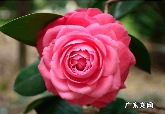 花盆茶花种大门两边可以吗 房屋大门两边种茶花好吗