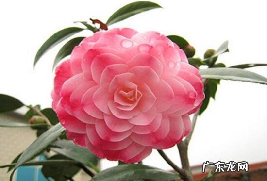 花盆茶花种大门两边可以吗 房屋大门两边种茶花好吗
