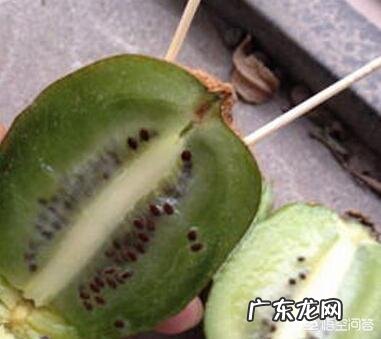 猕猴桃怎么催熟？