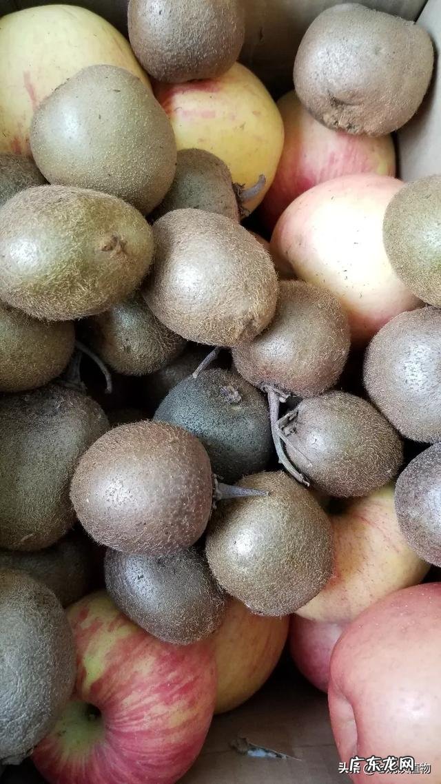 猕猴桃怎么催熟?