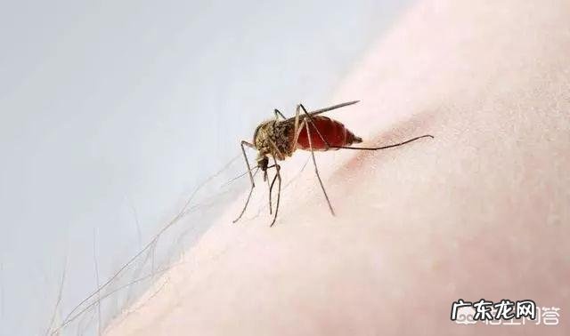 夏天蚊子很多,有什么小妙招可以清除它们?