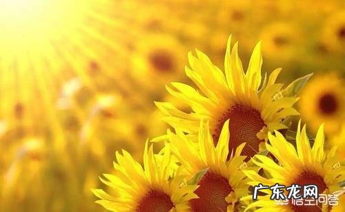 反社会人格障碍=躁郁症?