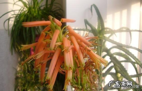 芦荟开花时掉花骨朵是怎么回事？