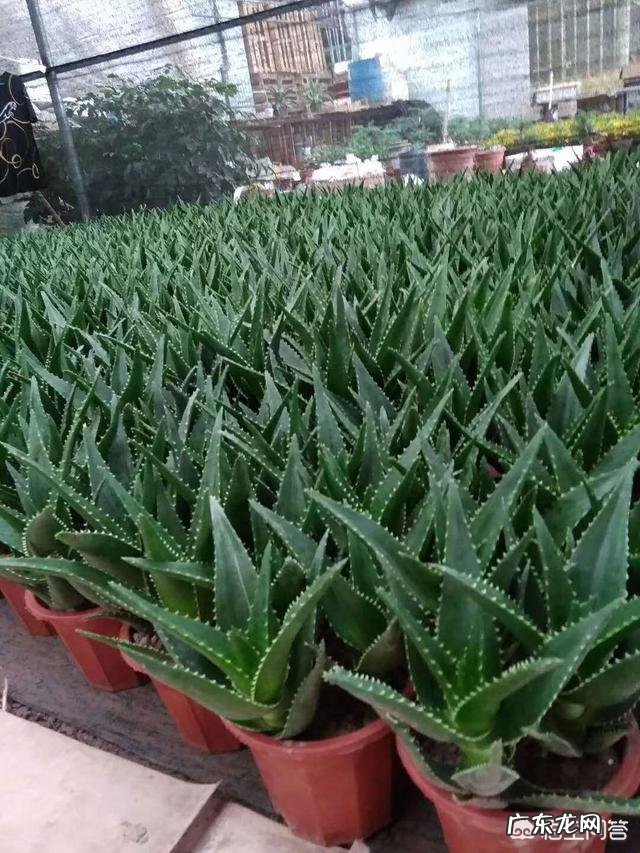 芦荟开花时掉花骨朵是怎么回事？