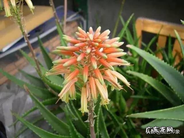 芦荟开花时掉花骨朵是怎么回事？