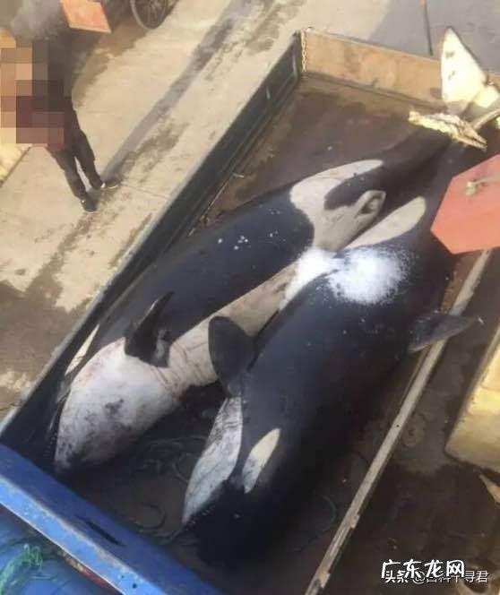 8月辽宁海域现大型海兽,海中弓身而行,是什么?