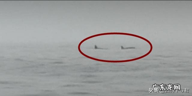 8月辽宁海域现大型海兽,海中弓身而行,是什么?