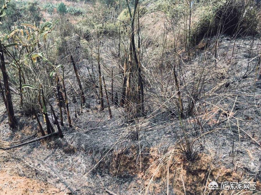 清明小长假你是选择旅游还是回家?