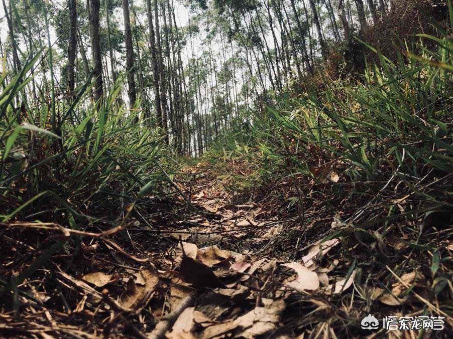 清明小长假你是选择旅游还是回家?