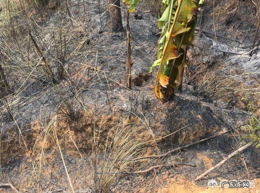 清明小长假你是选择旅游还是回家?