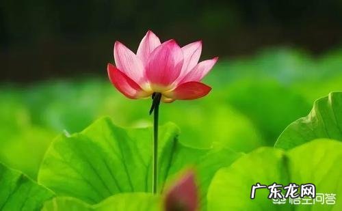 夏至到了，农村俗语“夏至雷响，打破梅娘”是什么意思？有道理吗？