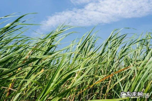 夏至到了，农村俗语“夏至雷响，打破梅娘”是什么意思？有道理吗？