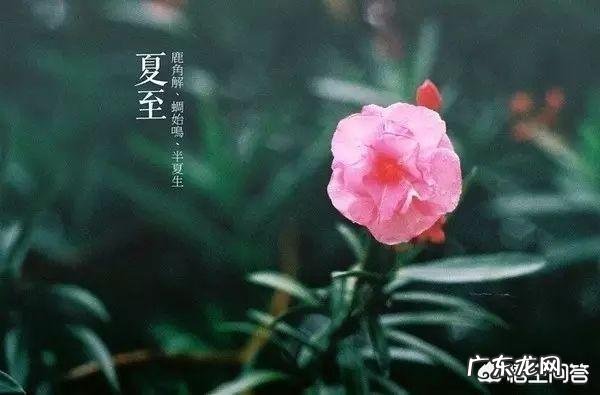 夏至到了,农村俗语“夏至雷响,打破梅娘”是什么意思?有道理吗?