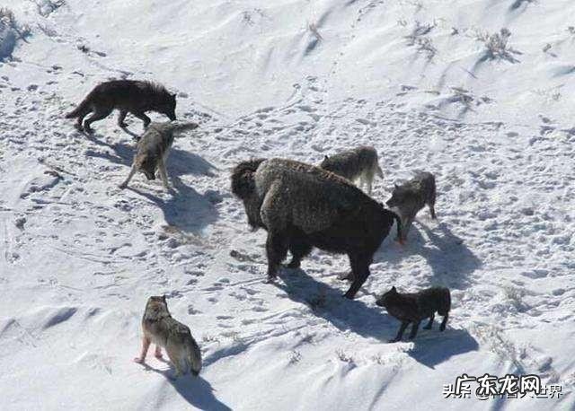 最大的狼有多大?在哪里?