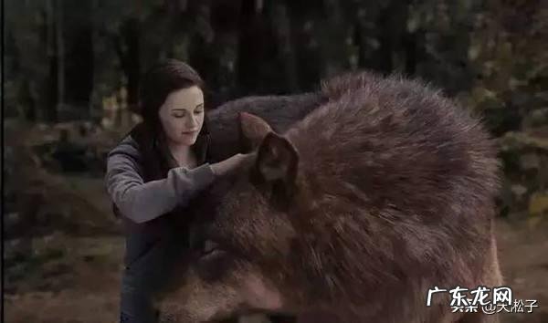 最大的狼有多大?在哪里?