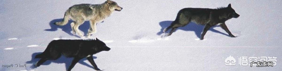 最大的狼有多大?在哪里?