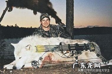 最大的狼有多大?在哪里?