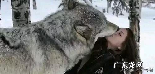 最大的狼有多大?在哪里?