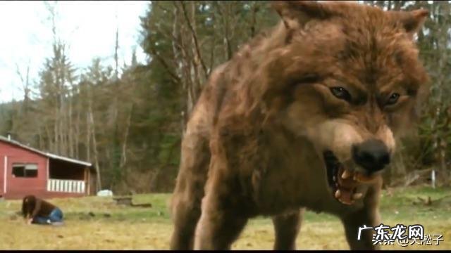 最大的狼有多大?在哪里?