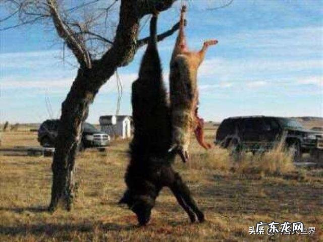 最大的狼有多大?在哪里?