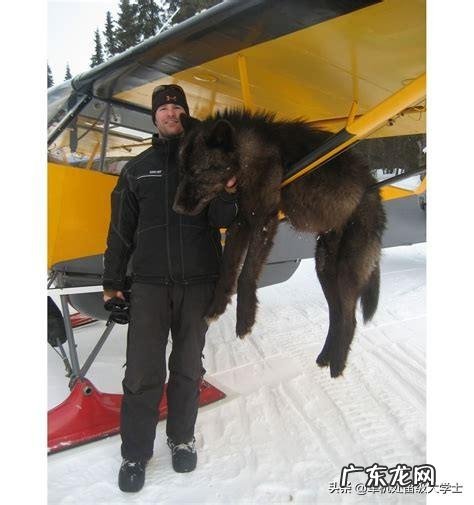 最大的狼有多大?在哪里?