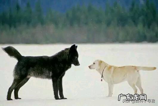 最大的狼有多大?在哪里?