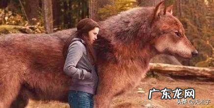 最大的狼有多大?在哪里?