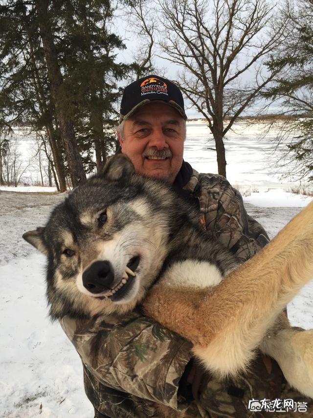 最大的狼有多大?在哪里?