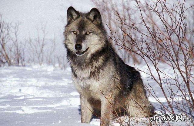 最大的狼有多大?在哪里?