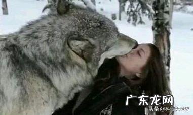 最大的狼有多大?在哪里?