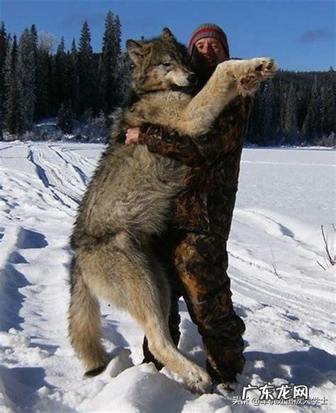最大的狼有多大?在哪里?