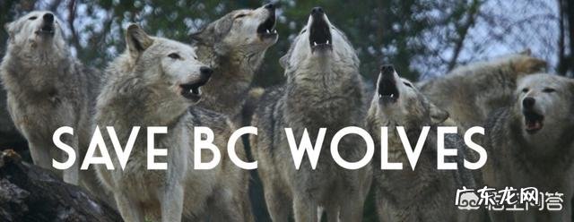 最大的狼有多大?在哪里?