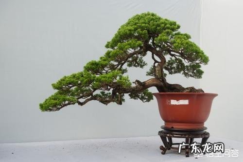 如何提高松树盆景的成活率?