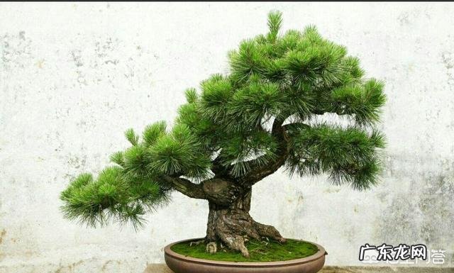 如何提高松树盆景的成活率?