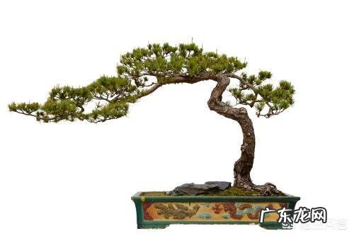 如何提高松树盆景的成活率?