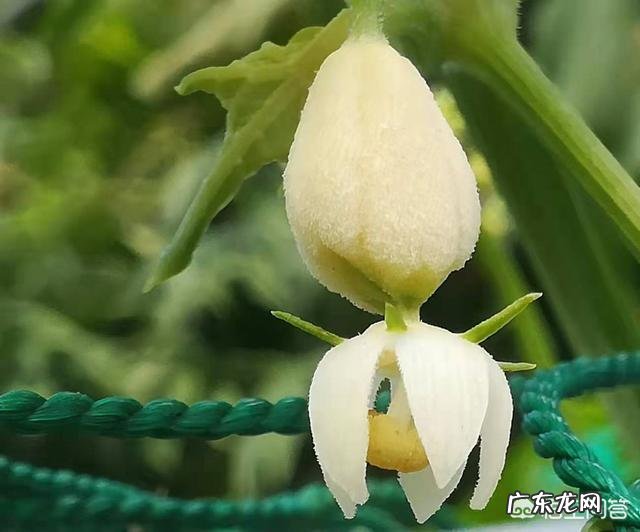 佛手瓜适合怎么吃?