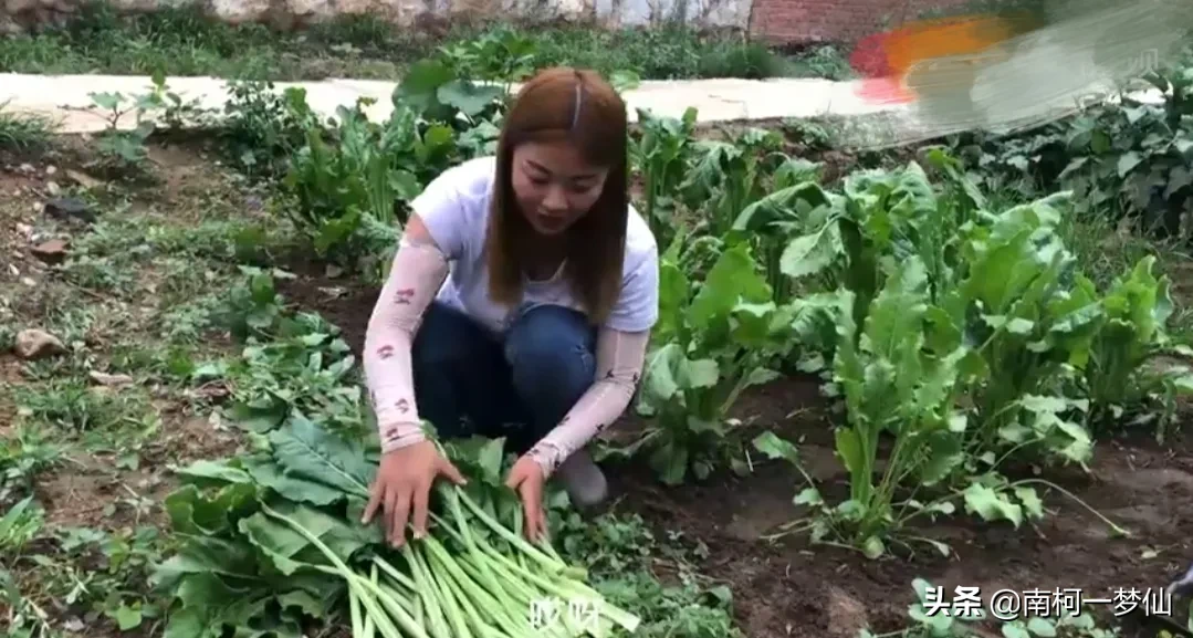 有没有类似韭菜的作物，种了之后可以反复收割而不用每年都播种？