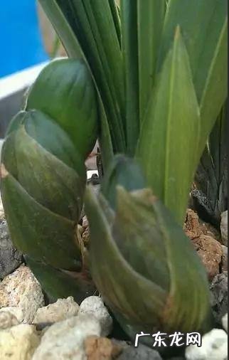 兰花怎么养才能不黄叶?